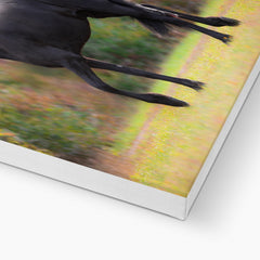 Charming Black Horse & Garden Canvas