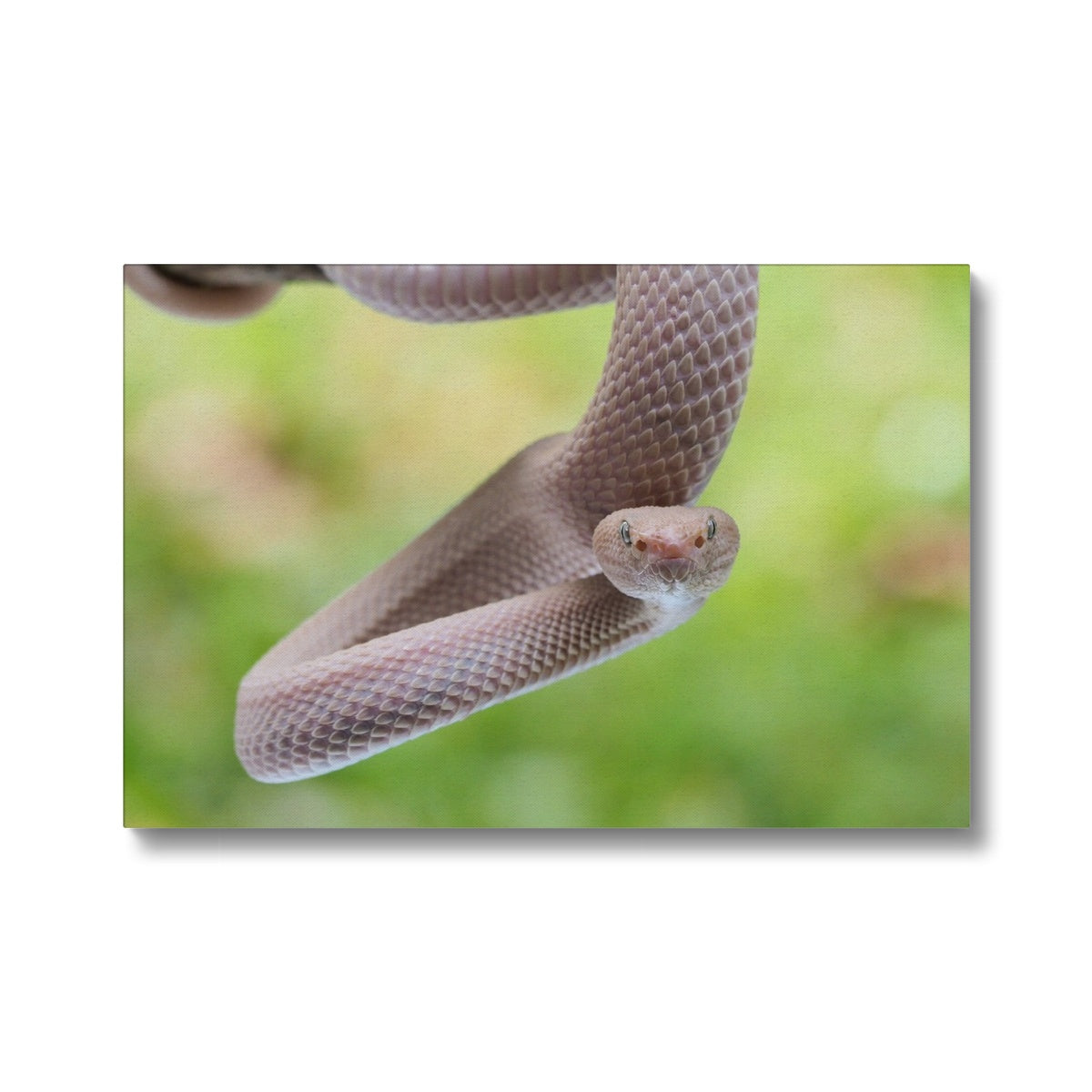 Ethereal Pink Snake Canvas