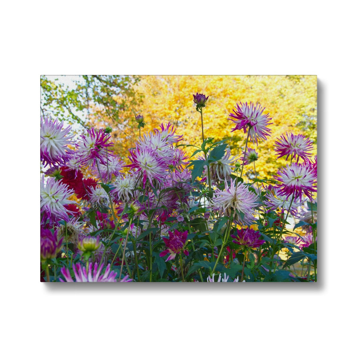 Aesthetic White & Pink Flowers Canvas