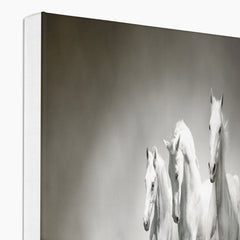 Three White Horses Canvas