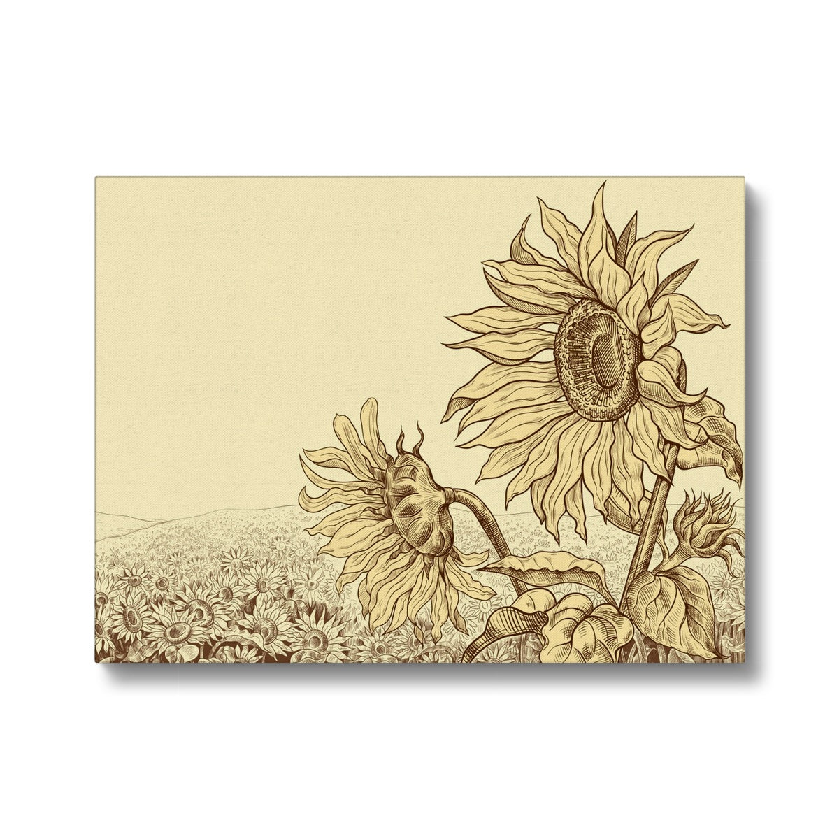 Wilted Sunflower Sketch Canvas