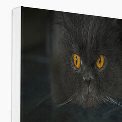 Amazing Black Scottish Fold Painting Canvas