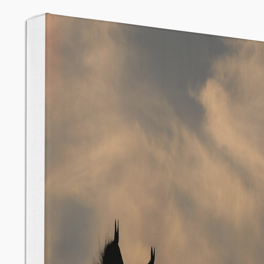 Horses Shadow & Sunset Canvas