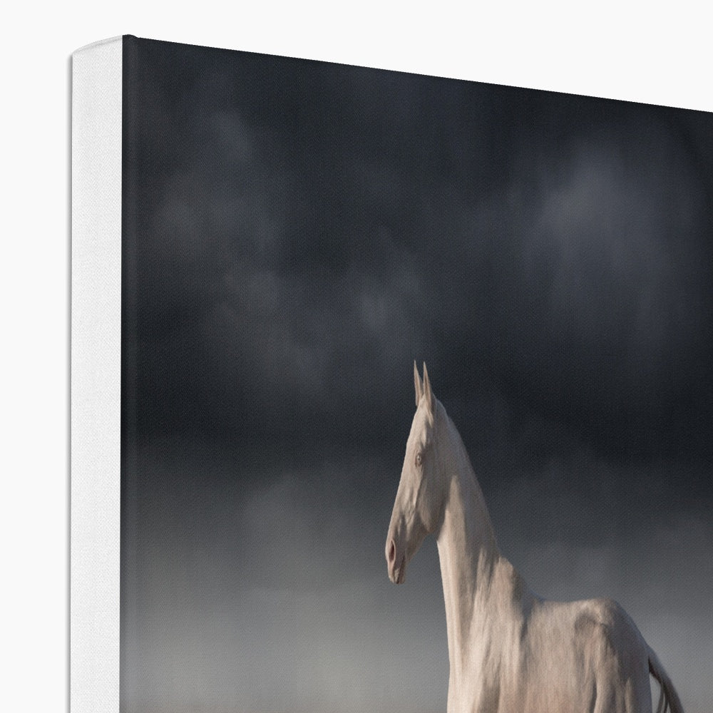 Striking White Horse Canvas