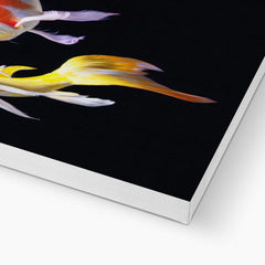 Mesmerising Koi Fish Canvas