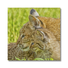 Bobcat Mother & Kitten Canvas