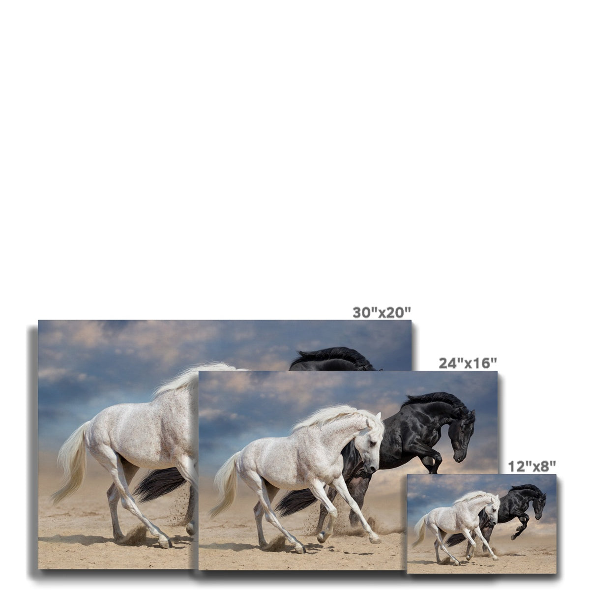 White ٴ & Black Horse Picture Canvas