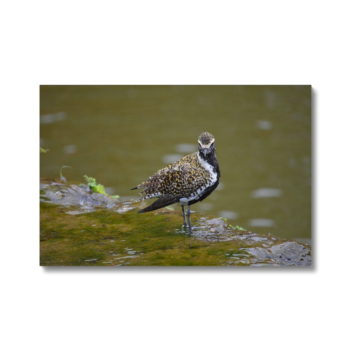 Elegant Golden Plover Chick  Canvas