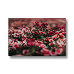 Aesthetic Pink Flowers Field Canvas