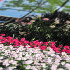 Flowers & Milwaukee Pierhead Lighthouse Canvas