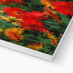 Field Of Elegant Gerbera Daisy Flowers Canvas