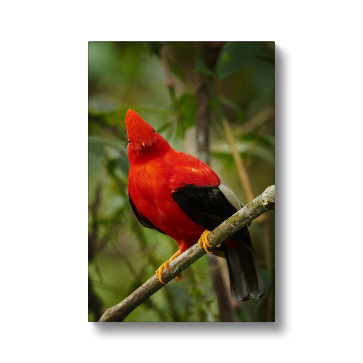 Picturesque National Bird Of Peru Canvas