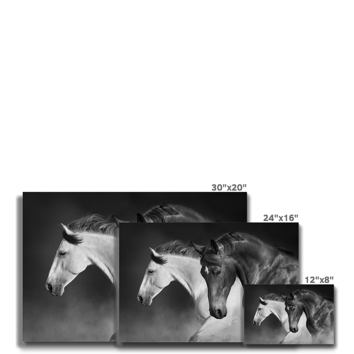 Black & White Horses Painting Canvas