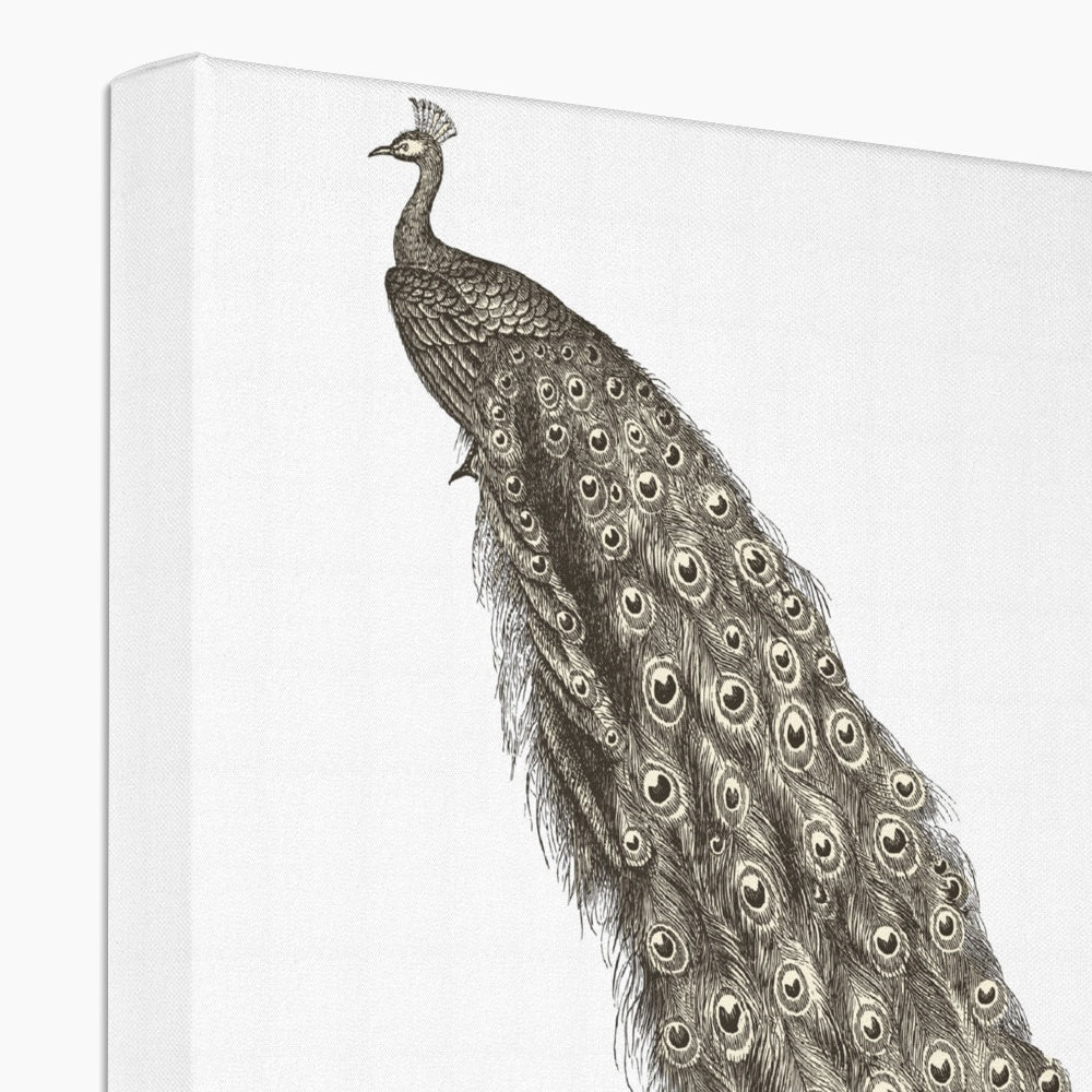 Amazing Peacock Sketch Canvas