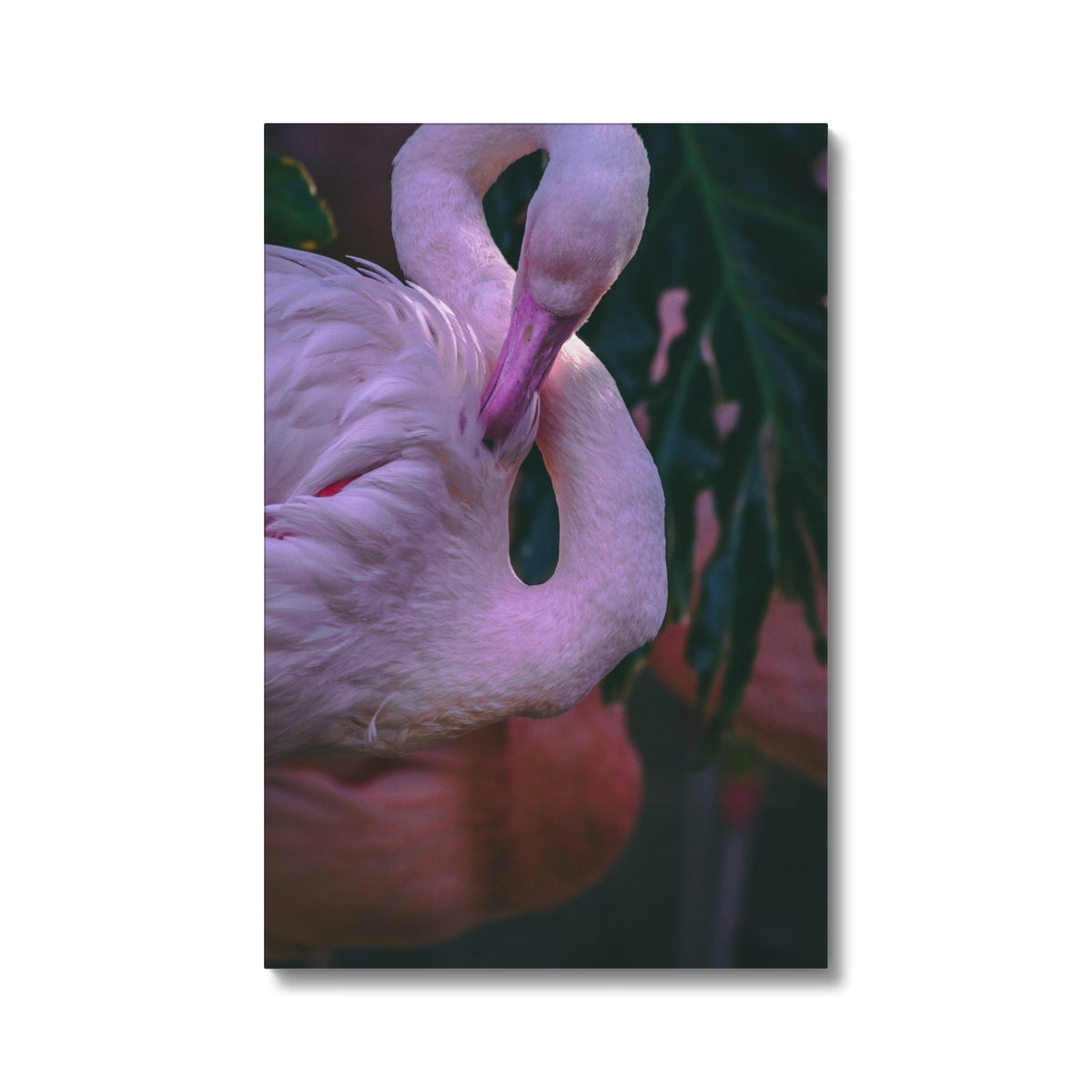 Profound Flamingo Portrait Canvas