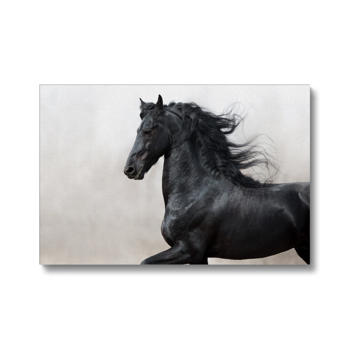 Black Horse Oil Portrait Canvas