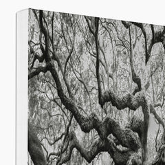 Monochrome Giant Creepy Tree  Canvas