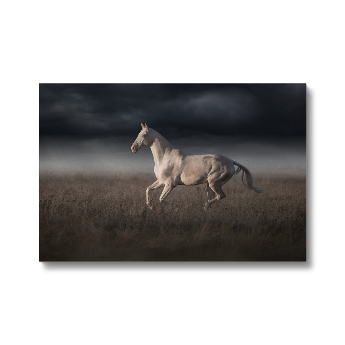 Striking White Horse Canvas