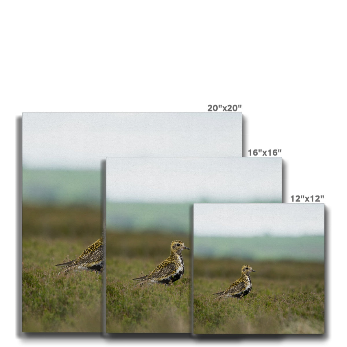 Opulent Golden Plover Chick Canvas