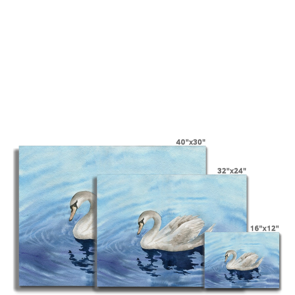 Graceful Swan Portrait Canvas