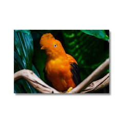 Breathtaking National Bird Of Peru Canvas