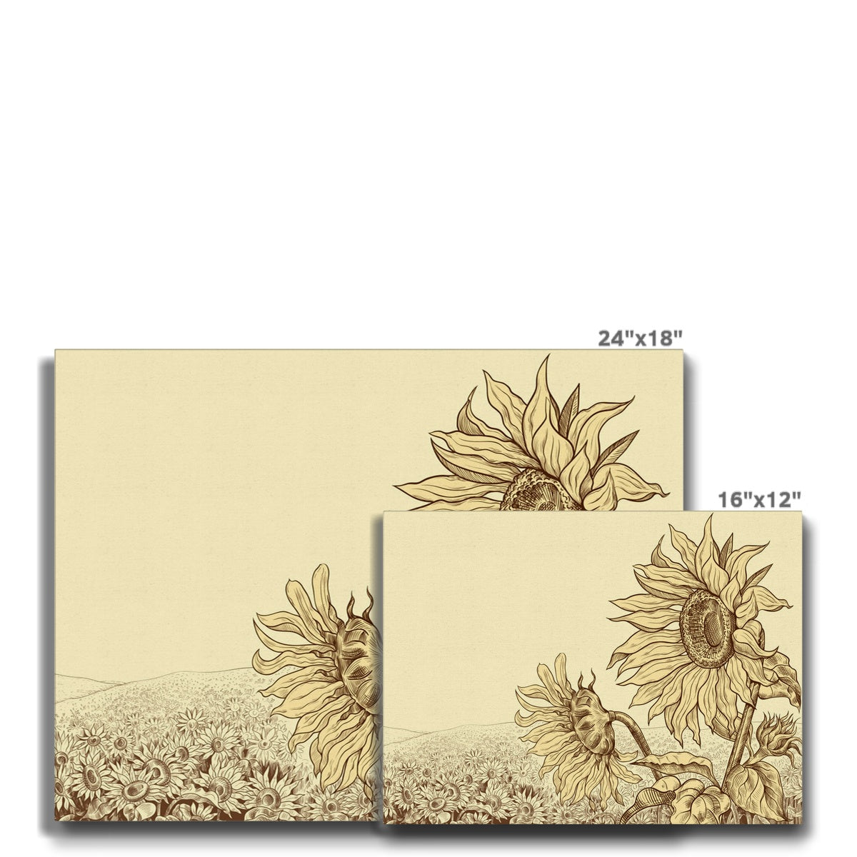 Wilted Sunflower Sketch Canvas