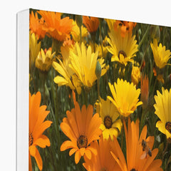 Ravishing Yellow African Daisy Canvas