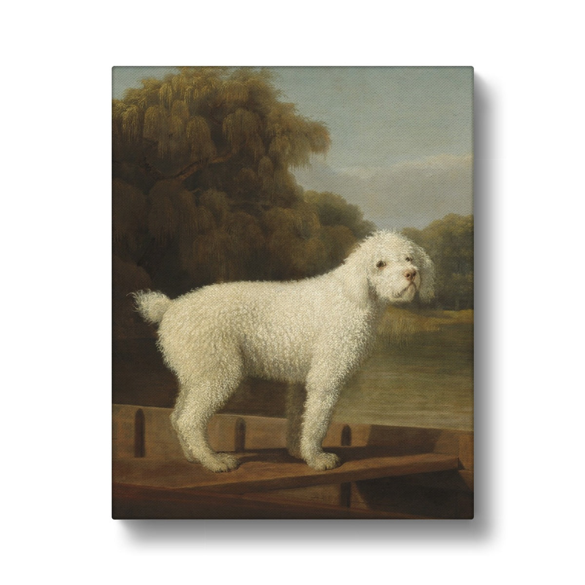 Bichon Dog Period Portrait Canvas