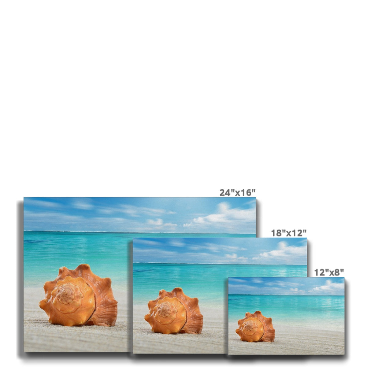 Enchanting Sea Shell Wall Art Canvas