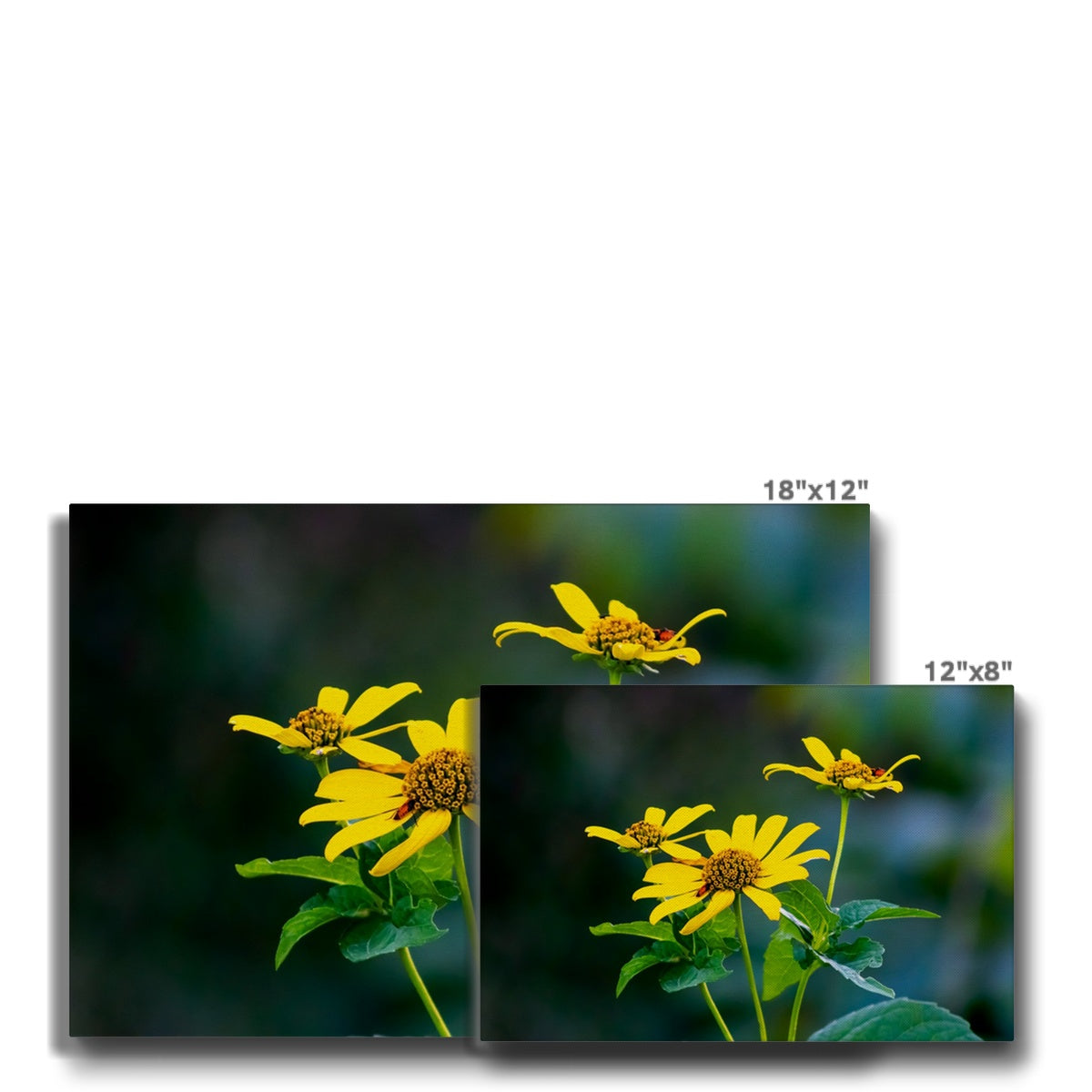 Splendid Yellow African Daisy Canvas