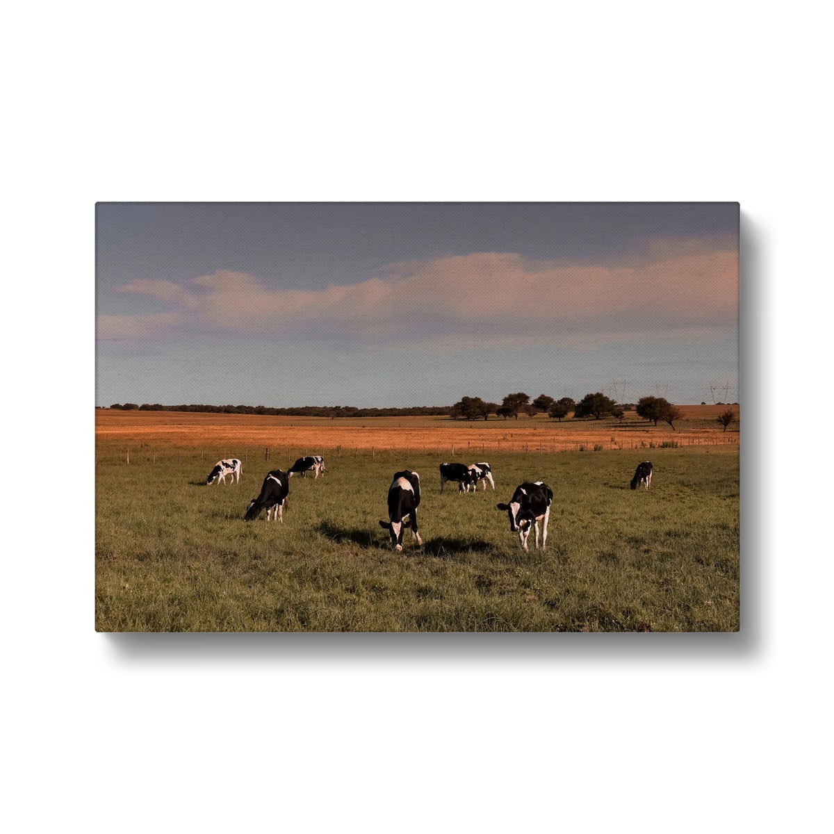 Sunset & Cow Herd Painting Canvas