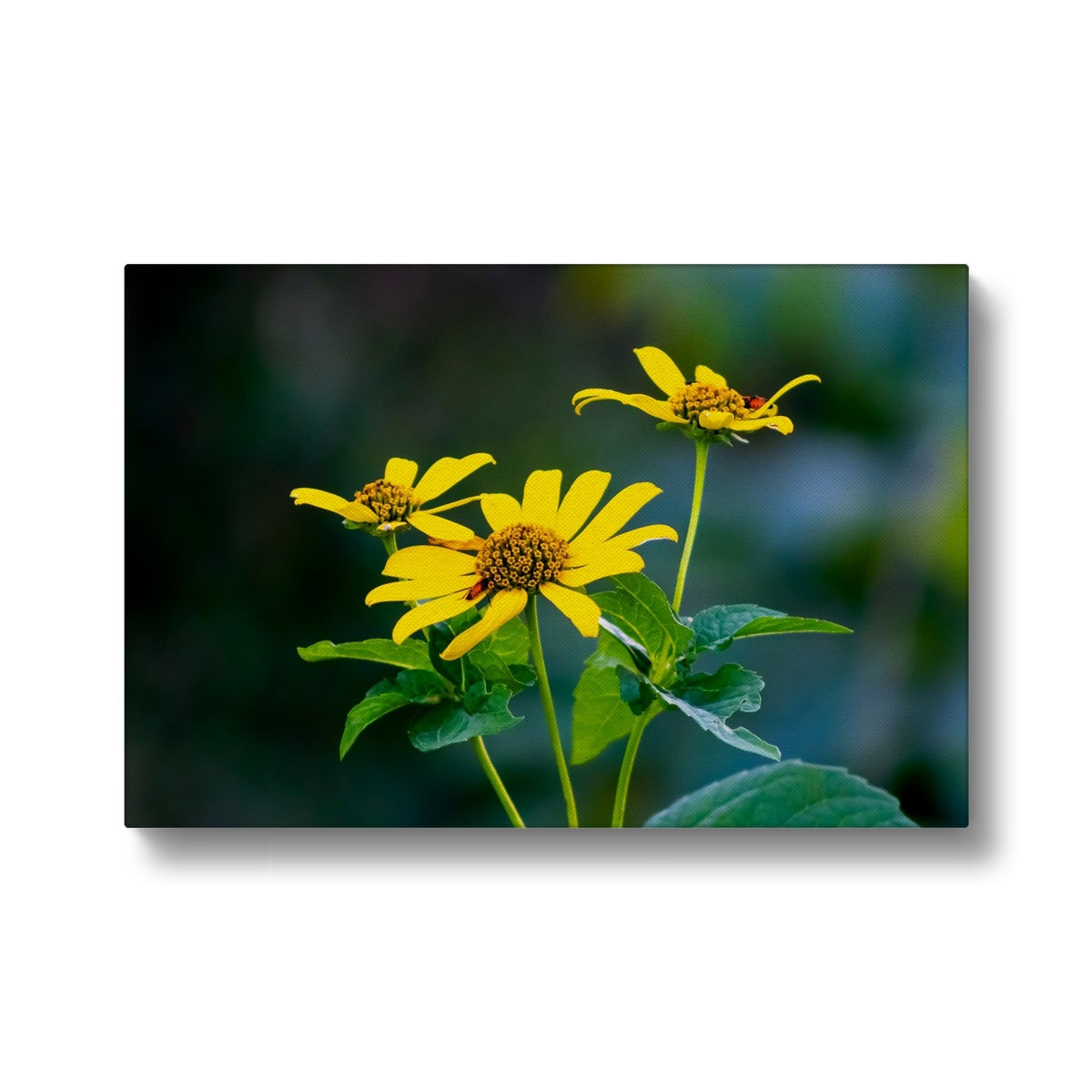 Splendid Yellow African Daisy Canvas