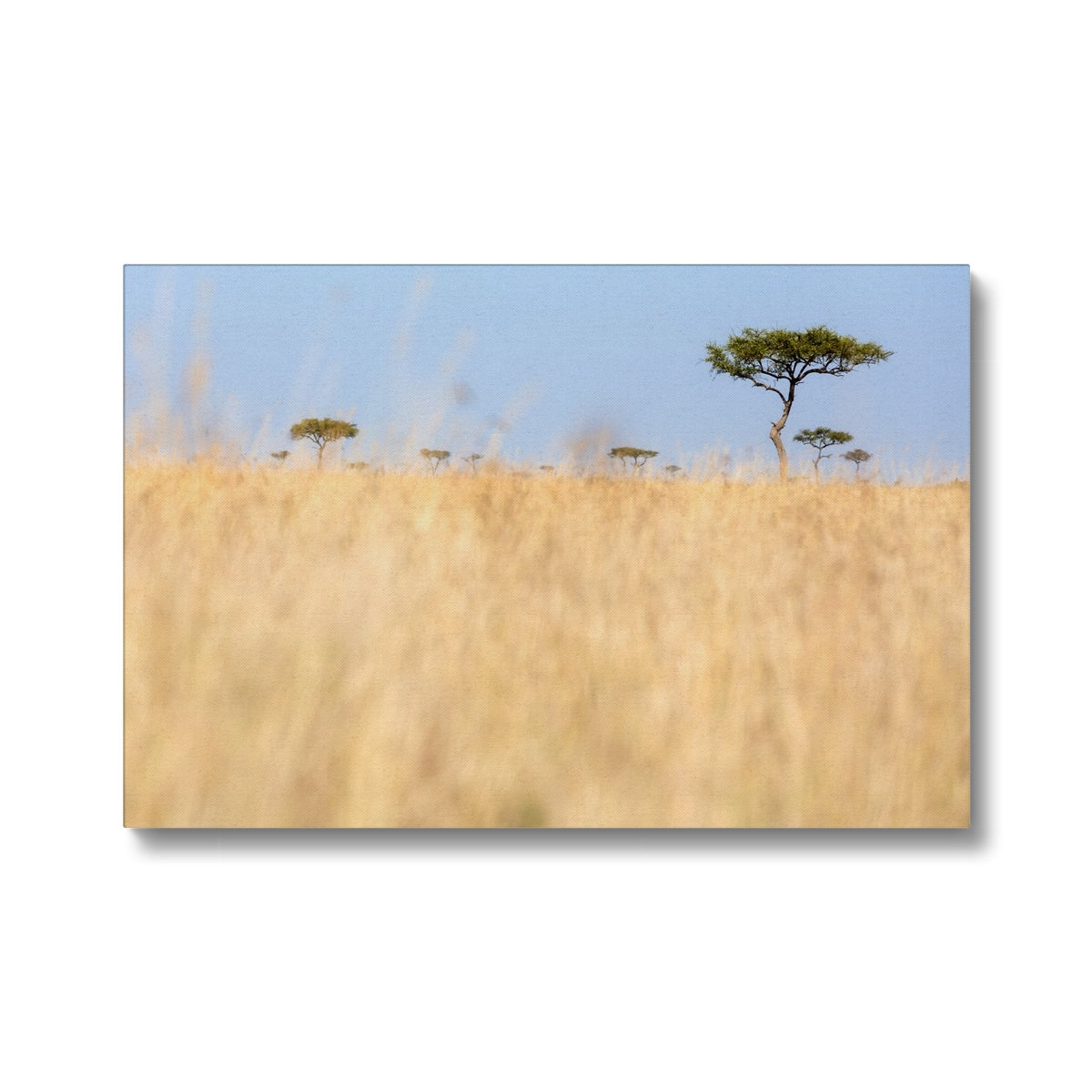 Red Oat Grass Natural Wilderness Canvas