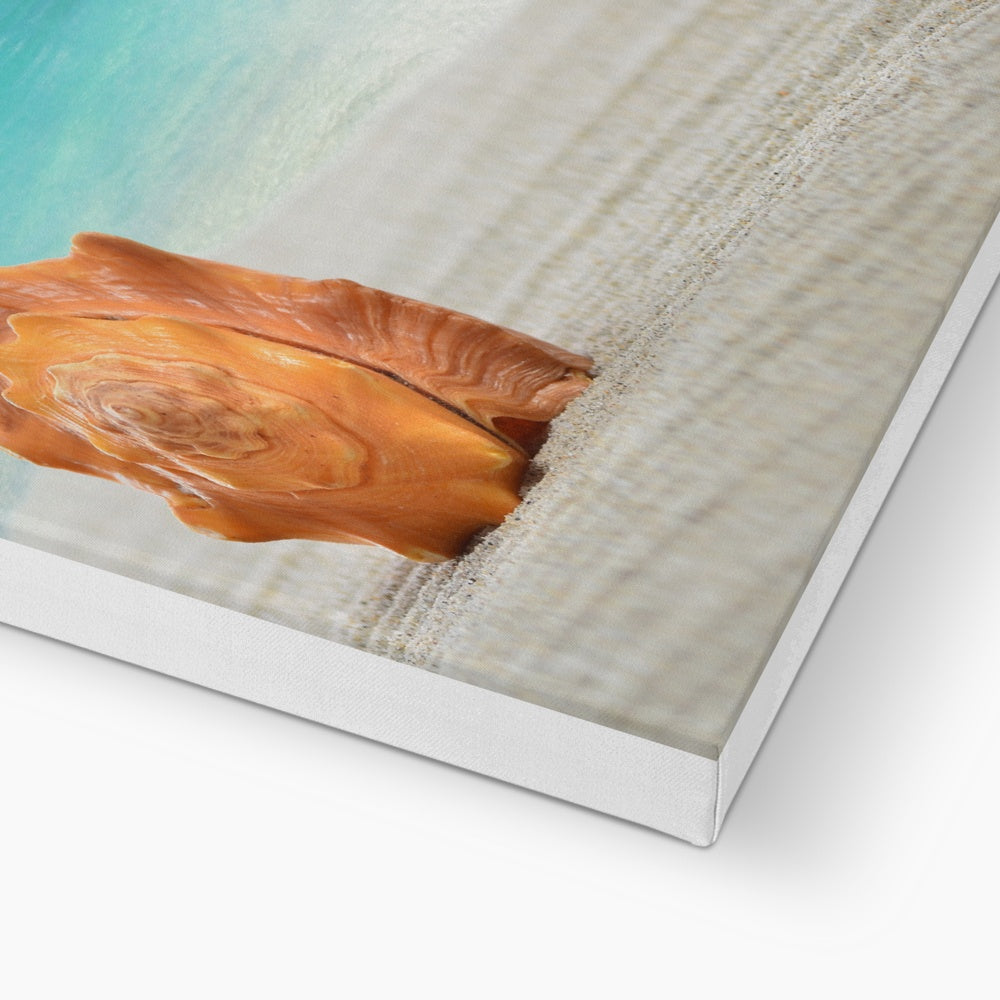 Enchanting Sea Shell Wall Art Canvas