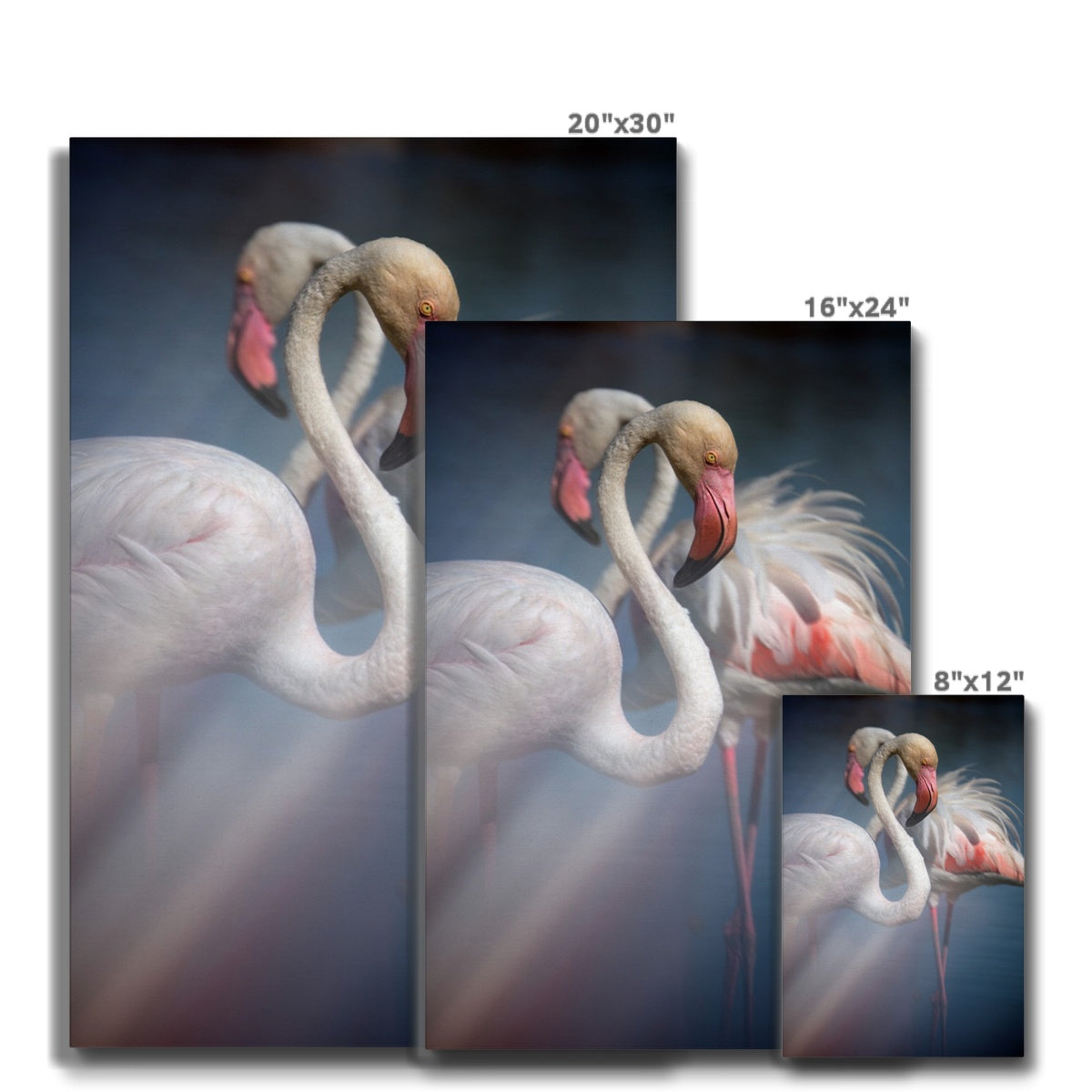 White Flamingo Wall Art  Canvas