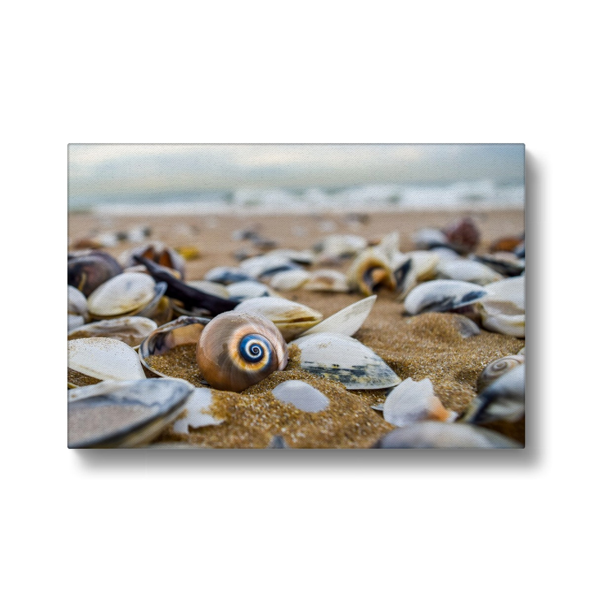 Enigmatic Sea Shell Natural Beauty Canvas