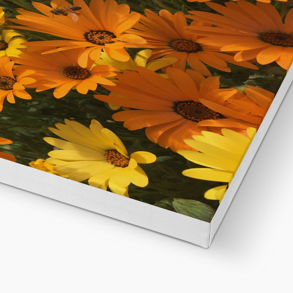 Ravishing Yellow African Daisy Canvas