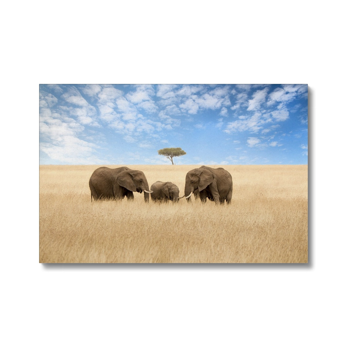 Nature  & Red Oat Grass Art Canvas