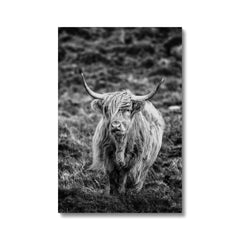 Black & White Highland Cow Canvas