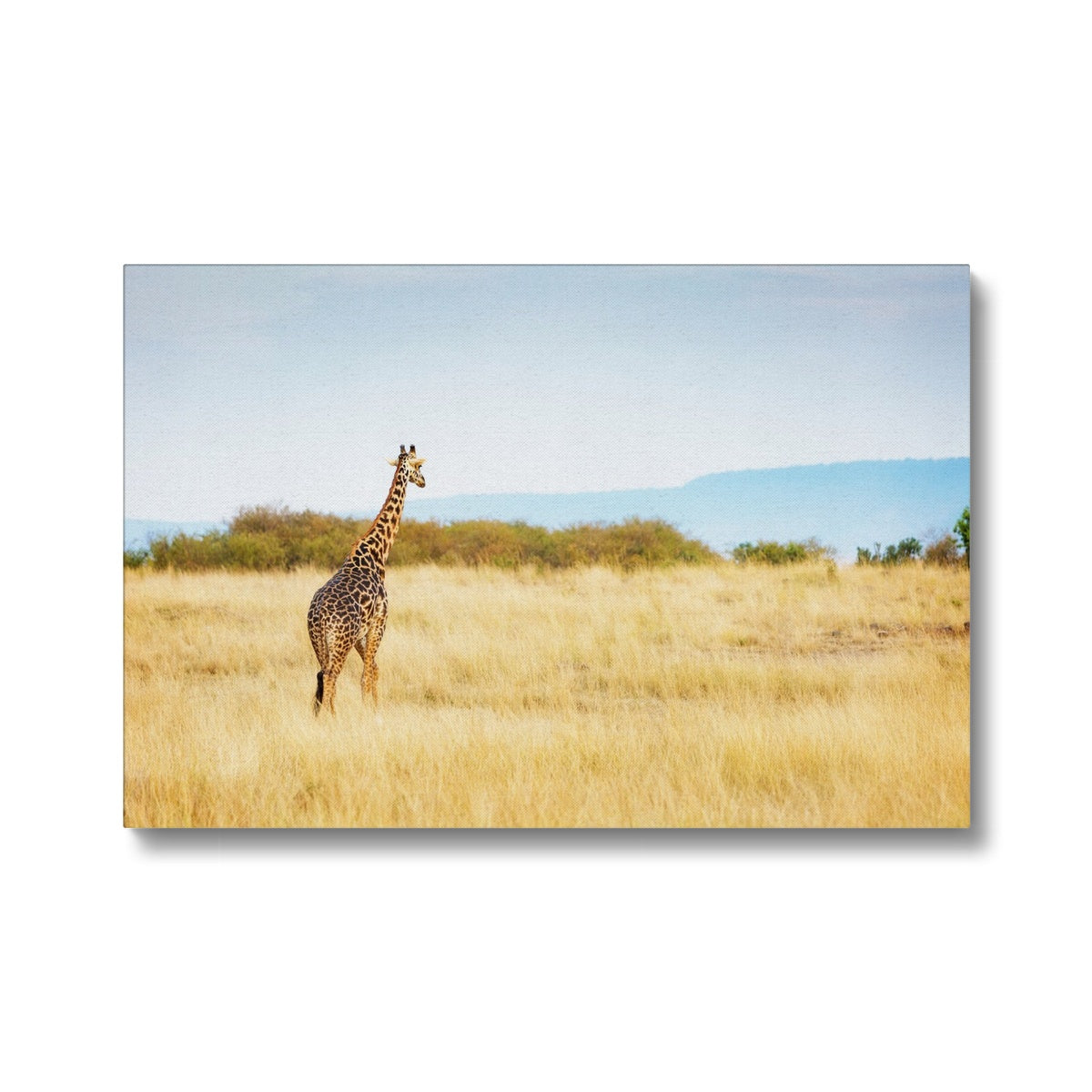 Giraffe & Red Oat Grass Art Canvas