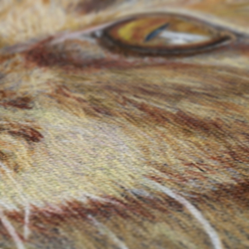 Impressive Close Up Of Tabby Portrait Canvas