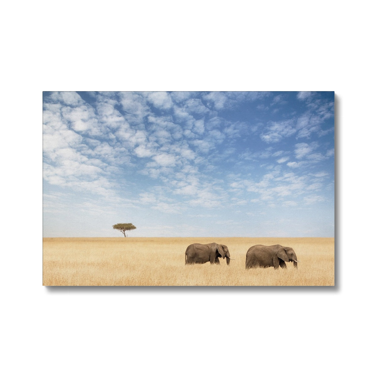 Elephants & Red Oat Grass Art Canvas