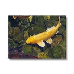 Ethereal Yellow Koi Fish Canvas