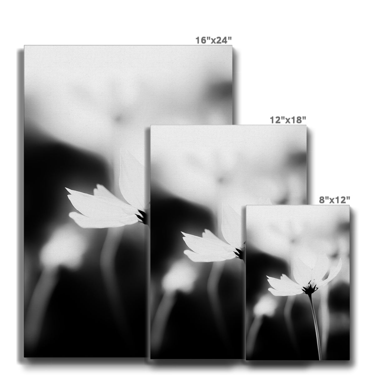 Black & White Steppe Flower Beauty  Canvas