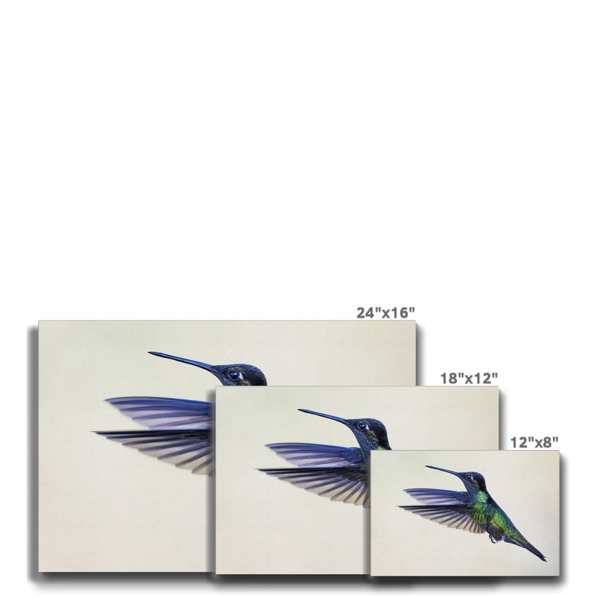 Elegant Humming Bird Art  Canvas