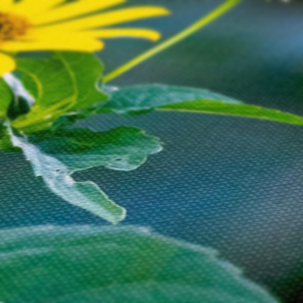 Splendid Yellow African Daisy Canvas