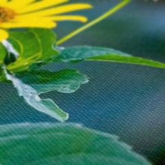 Splendid Yellow African Daisy Canvas