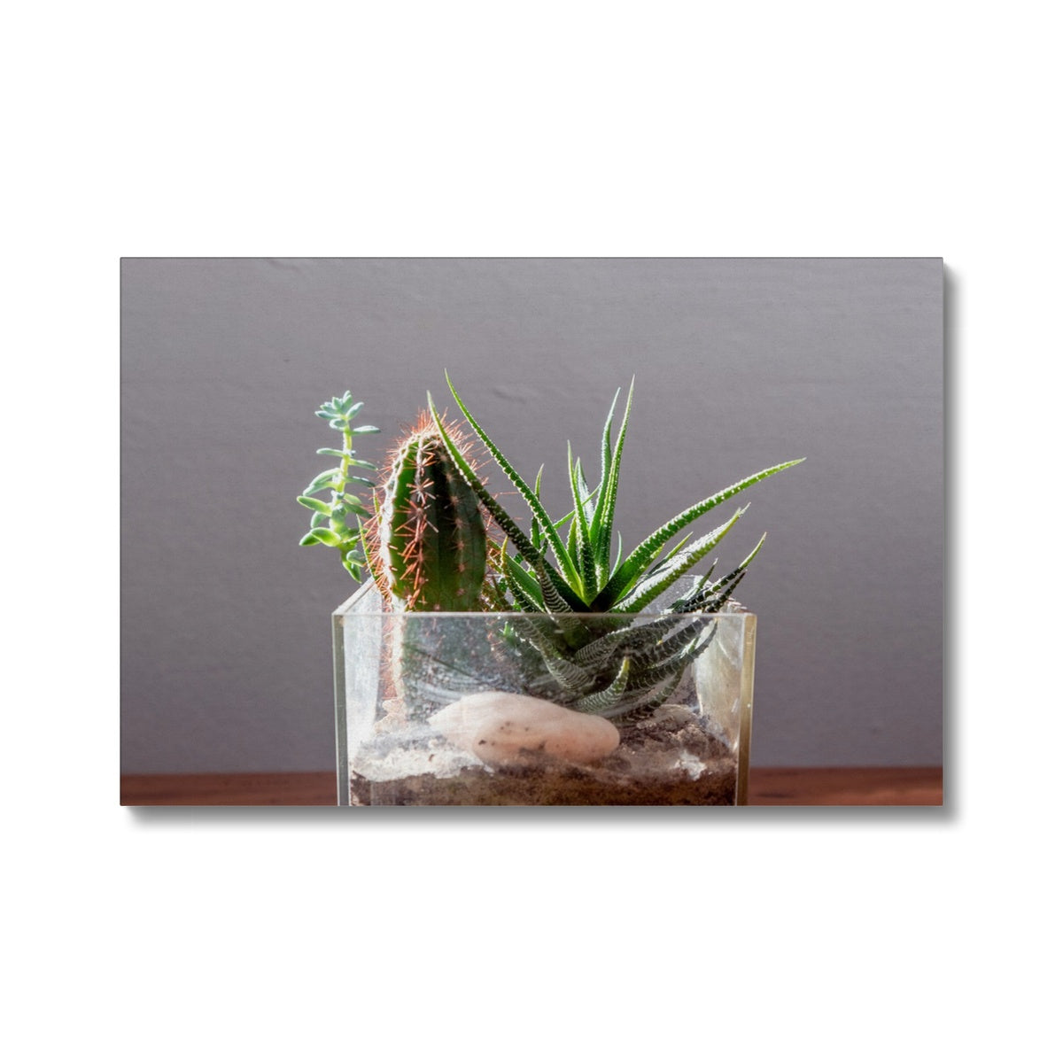 Soothing Cactus Palett Canvas
