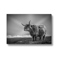 Majestic Highland Cow Canvas