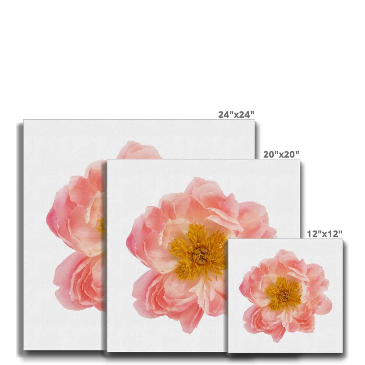 Pink Rose Flower Portrait Canvas